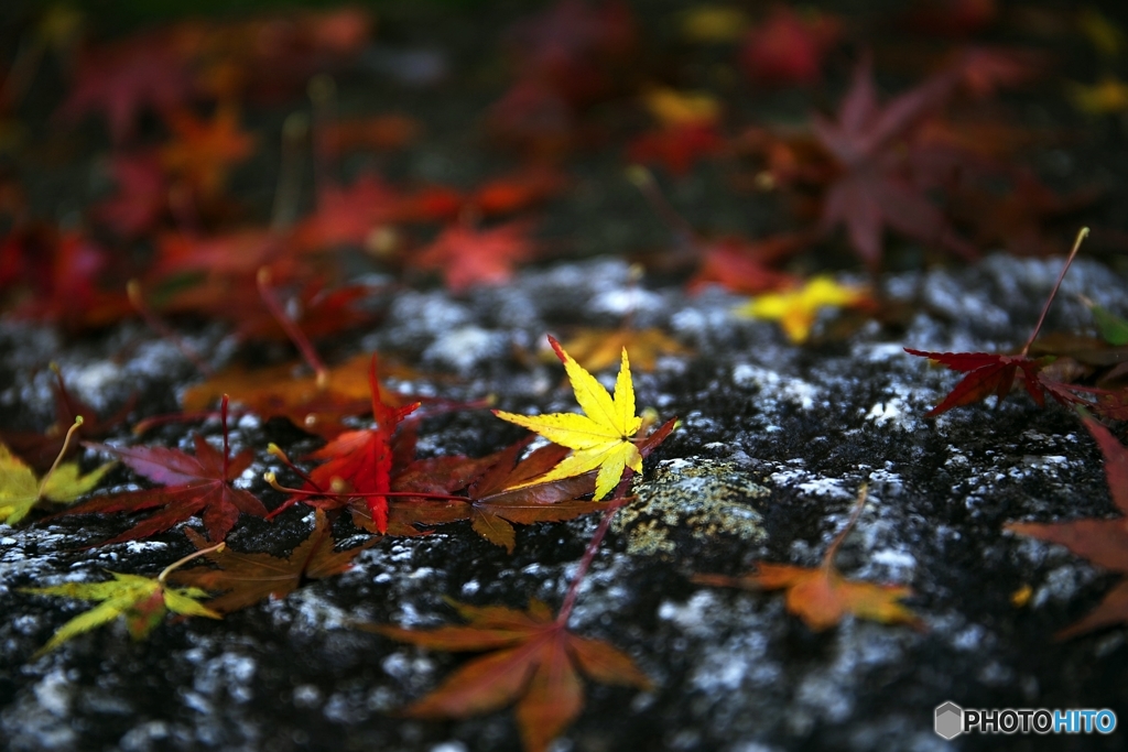 At an old temple of the autumn colors 1