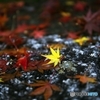 At an old temple of the autumn colors 1