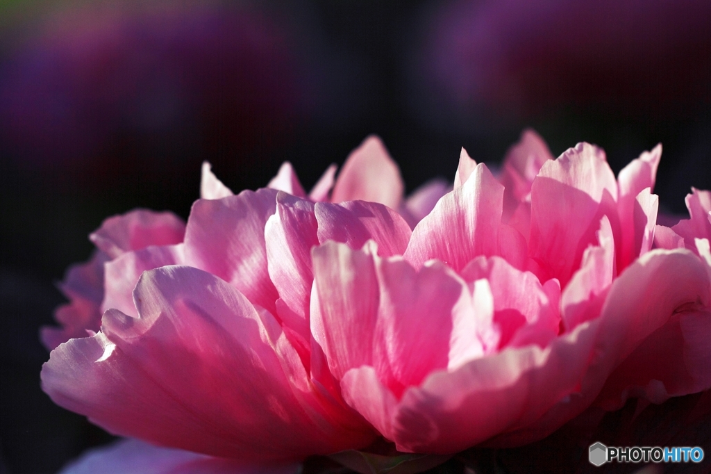 In a spring flower park 10