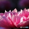 In a spring flower park 10