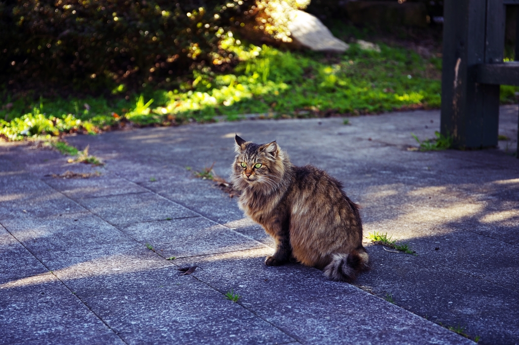 Stray cat 1