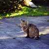 Stray cat 1