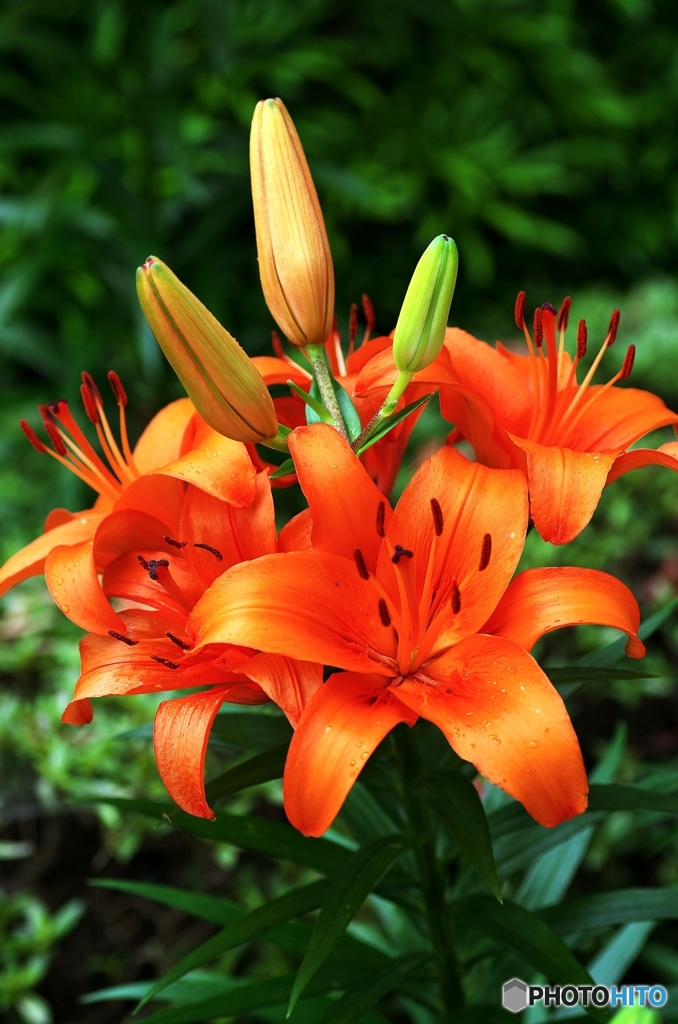 Too Bright Orange 1