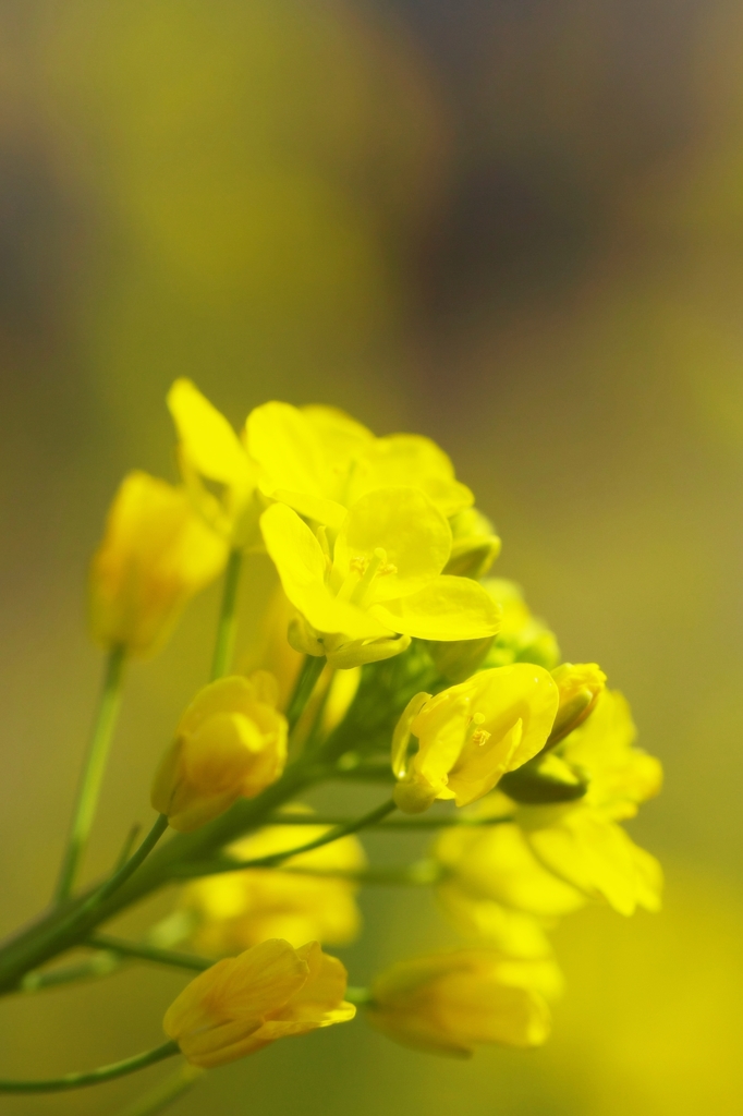 Canola Flower 3