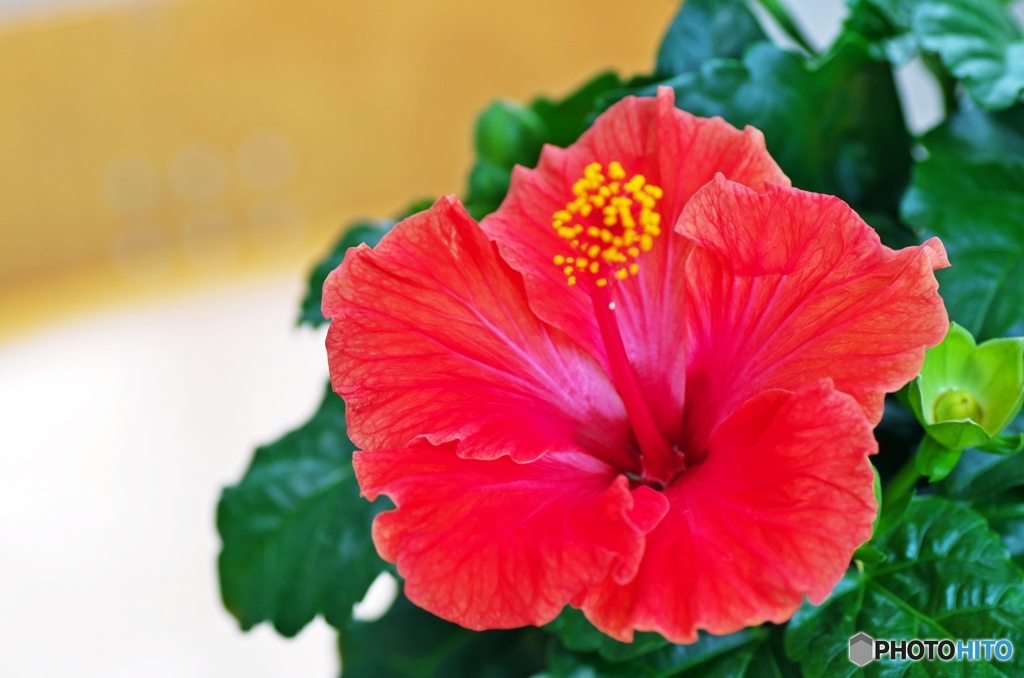 Tropical flower In the indoor 1