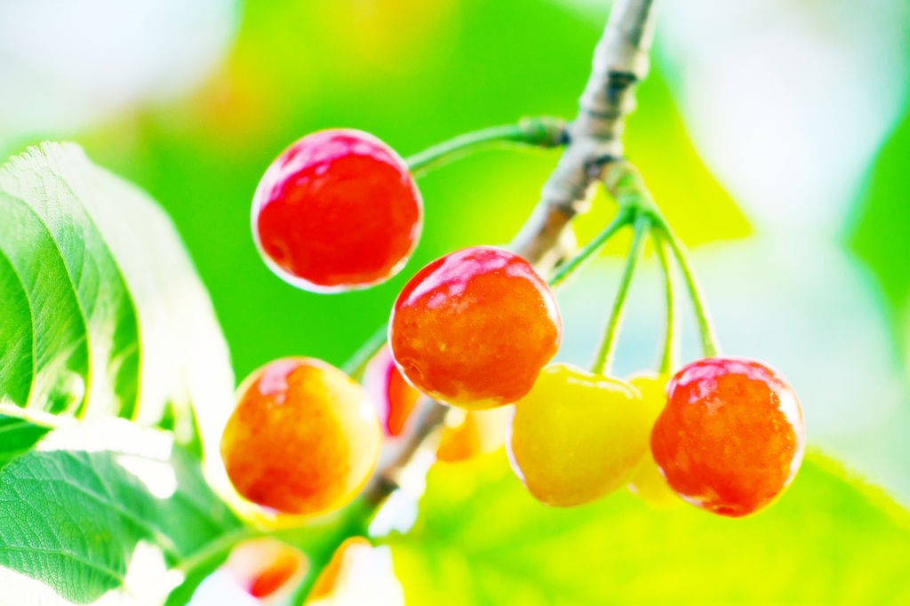 Le Temps des cerises 2
