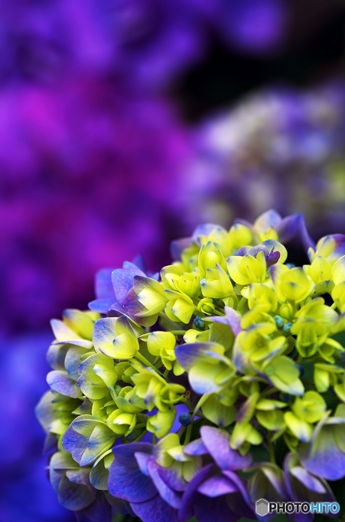 Partiality of the Hydrangea 4