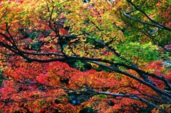 Condense an autumn color