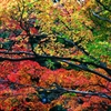 Condense an autumn color