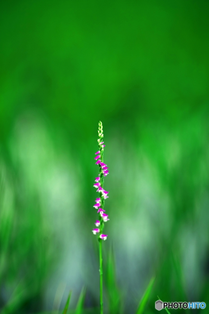 Spiranthes 1
