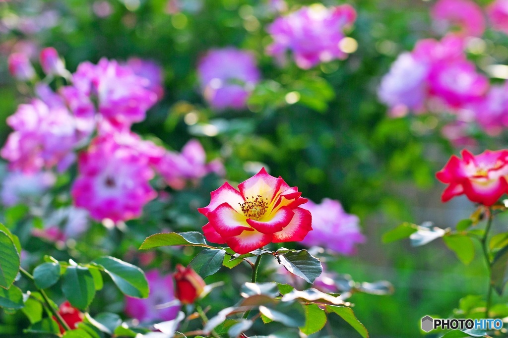 In the rose garden of autumn 1