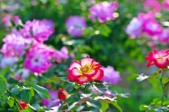 In the rose garden of autumn 1