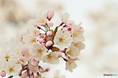 Portrait of the cherry blossom 1