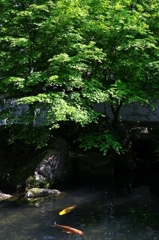 Japanese garden of the fresh green 3