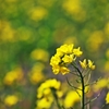 In the spring sunshine