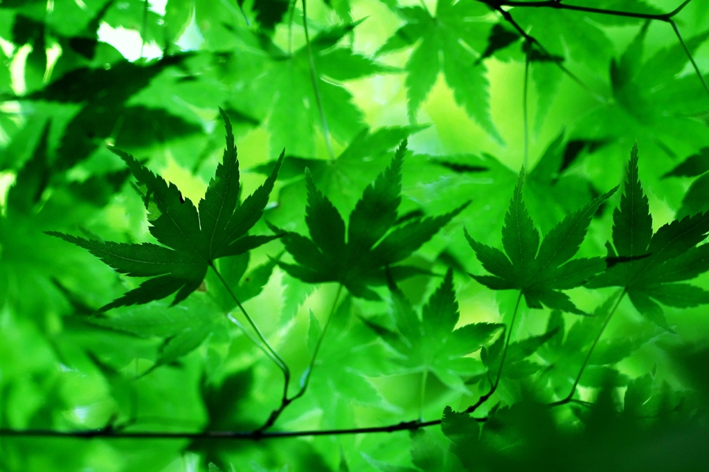 Days of green wind 4