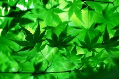 Days of green wind 4