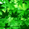 Days of green wind 4
