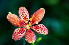 Leopard flower 1