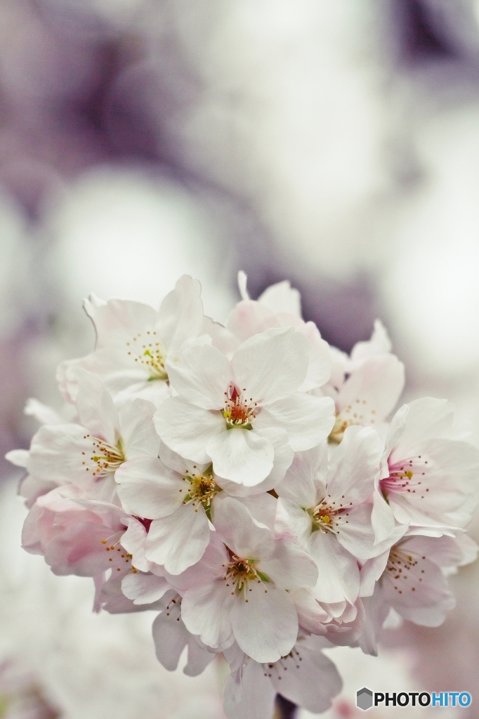 Brightness of the cherry blossom 1