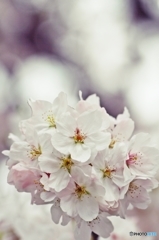 Brightness of the cherry blossom 1