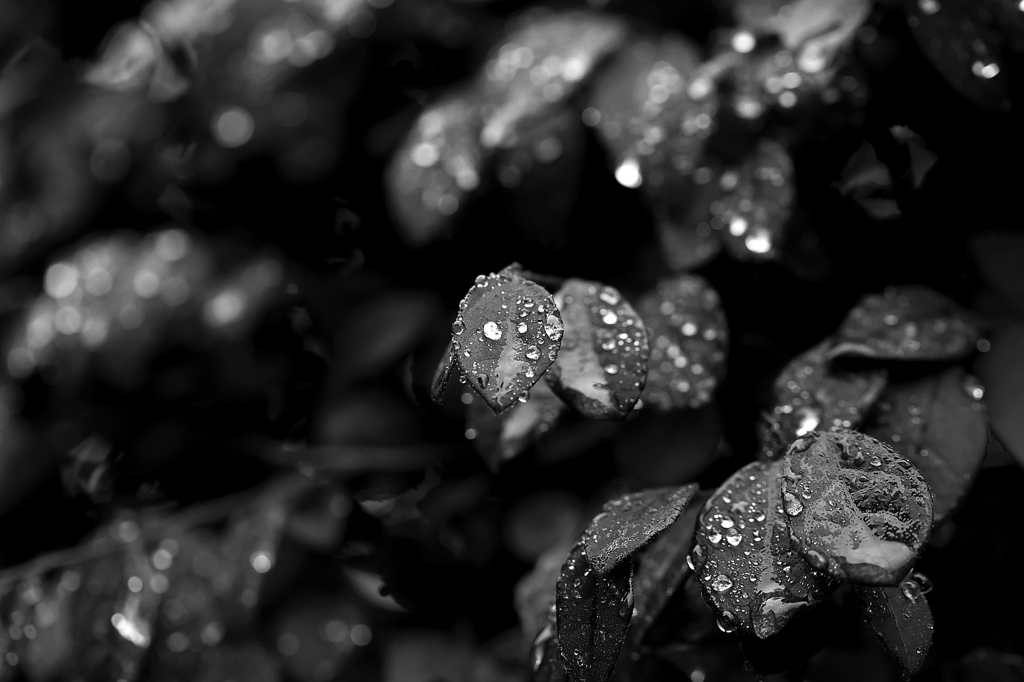 At dusk after the rain 1