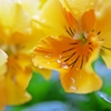 Spring dew