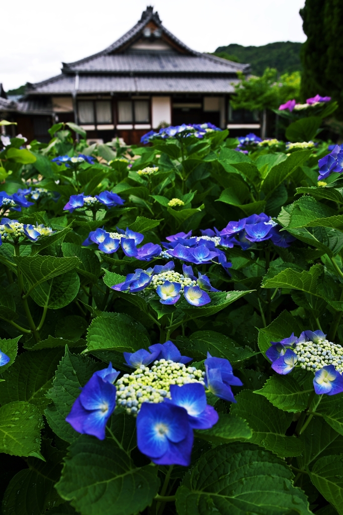 In the temple of hydrangea blooms 4