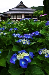 In the temple of hydrangea blooms 4