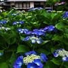 In the temple of hydrangea blooms 4