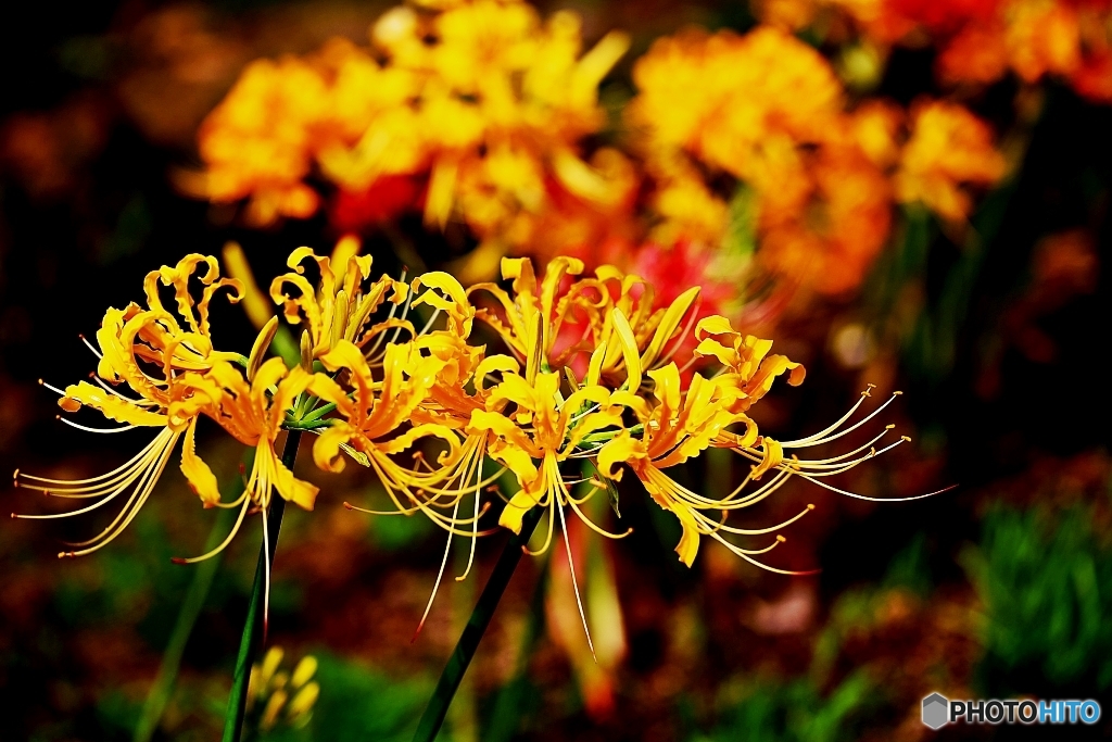 Lycoris 1