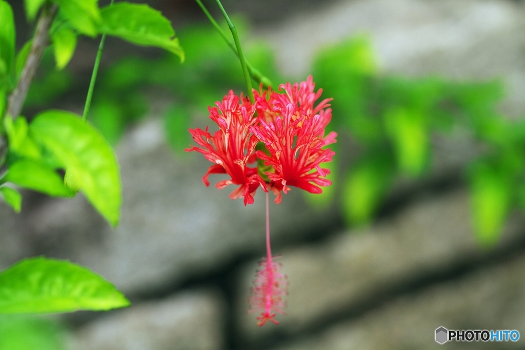 Coral Hibiscus 2