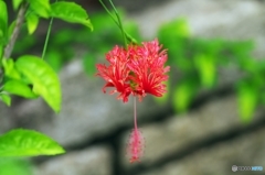 Coral Hibiscus 2