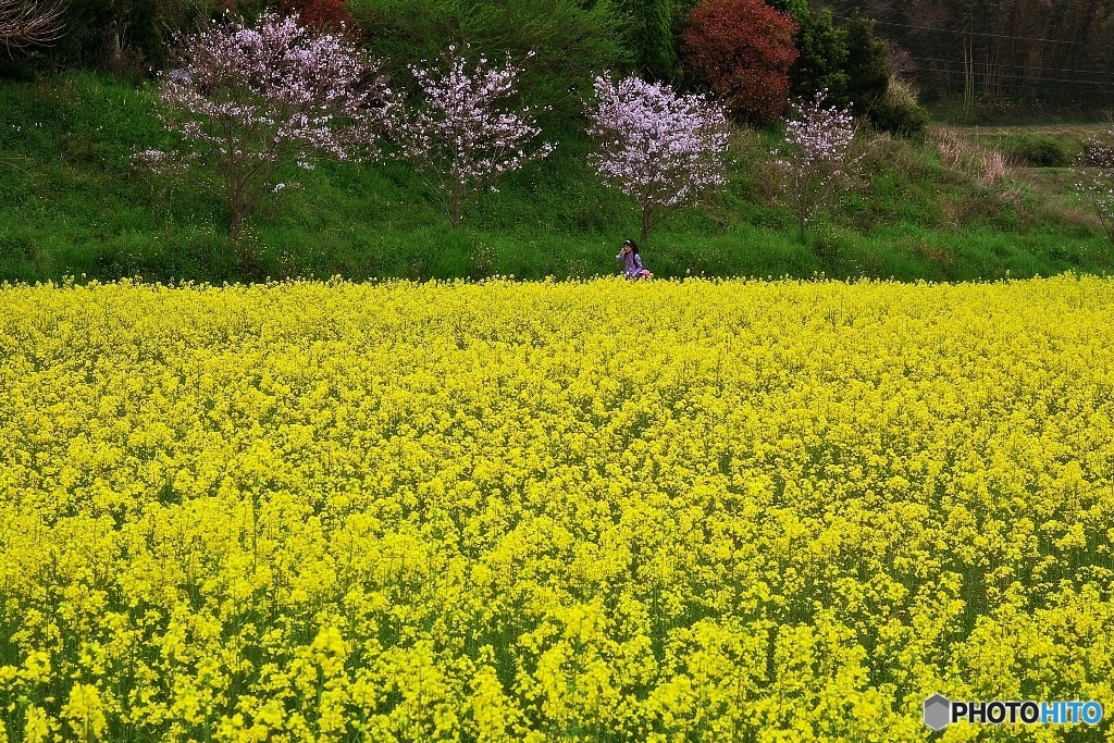 菜の花畑で　１