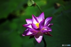 Lotus in the Shadow 2