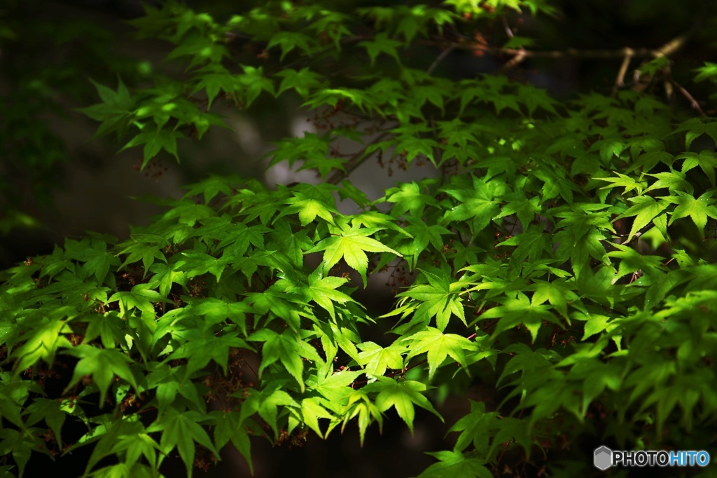 Days of the fresh green 4