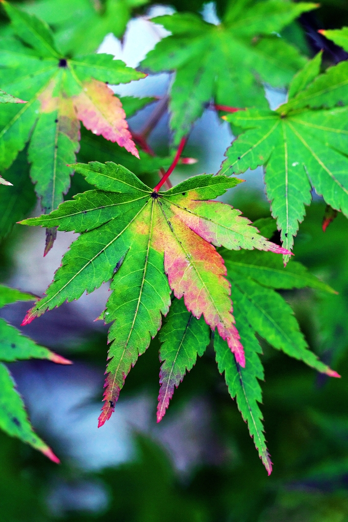 One step in the autumn deepens 2