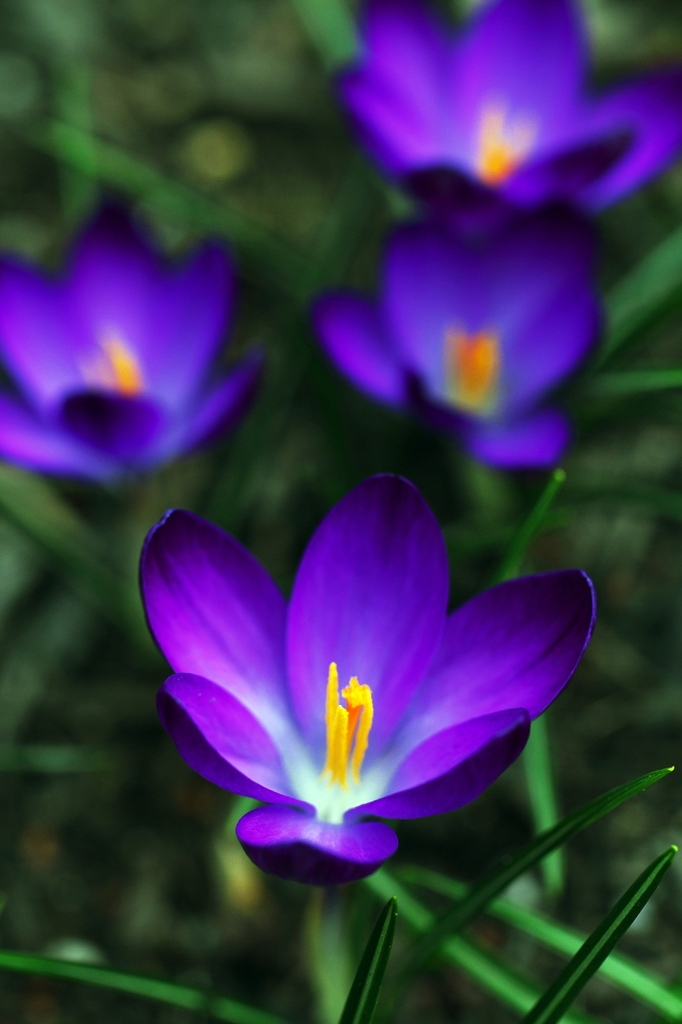 Blue Crocus