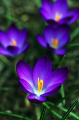 Blue Crocus