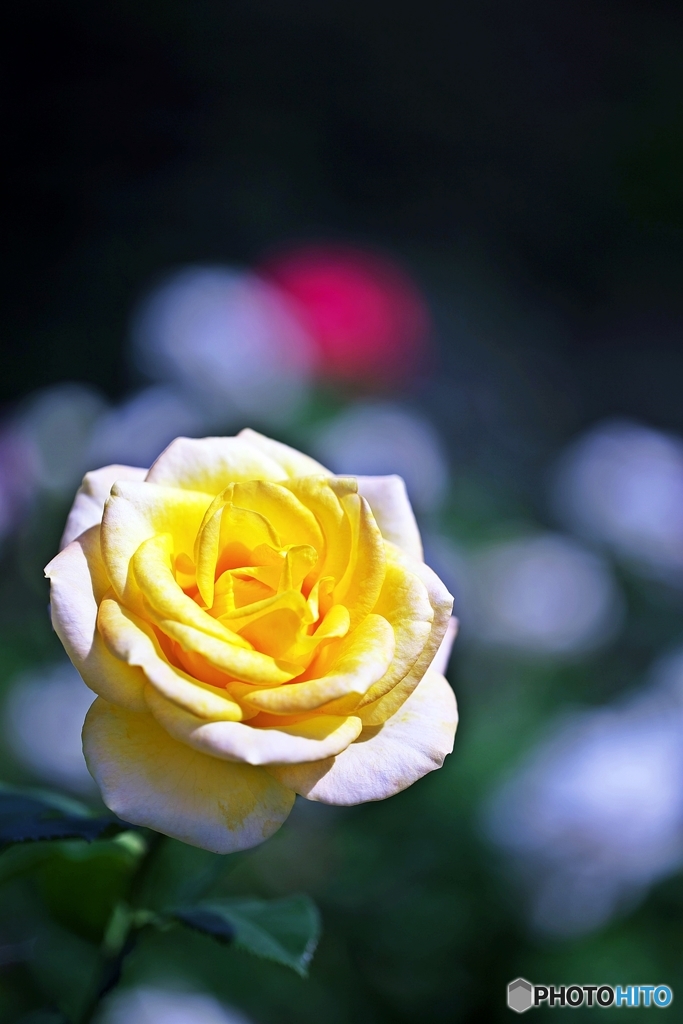 la saison des roses 5