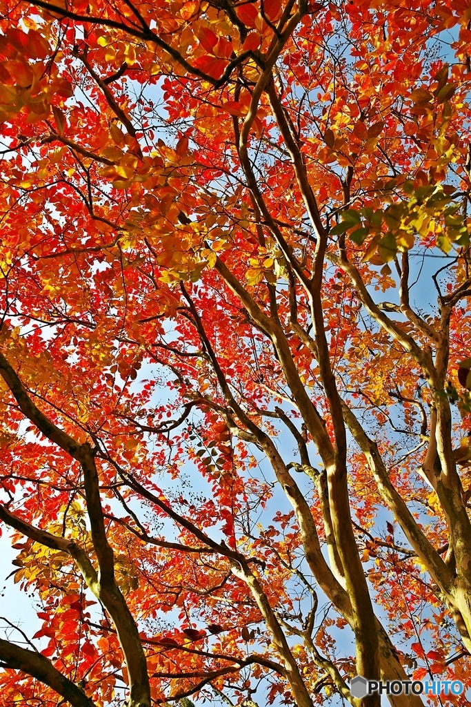 The leaves turn red in the fall 3