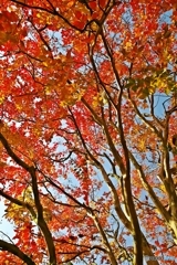 The leaves turn red in the fall 3
