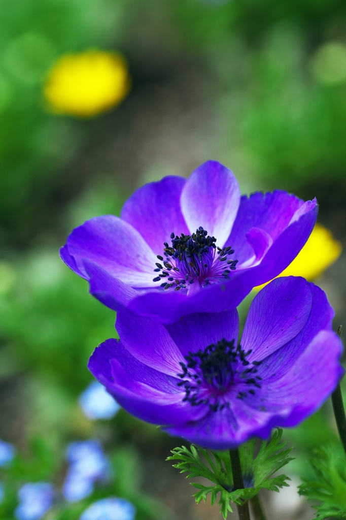 Two anemones 1