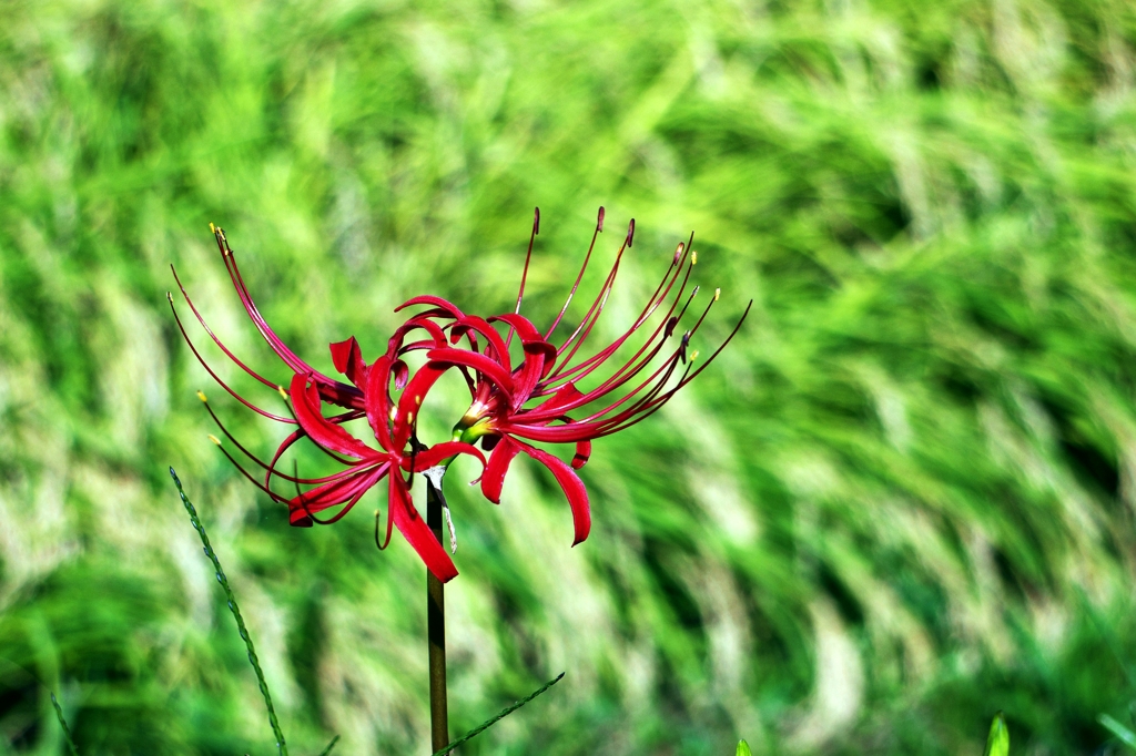 The first cluster-amaryllis
