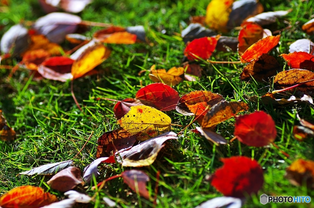 Indian summer 2