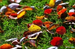 Indian summer 2