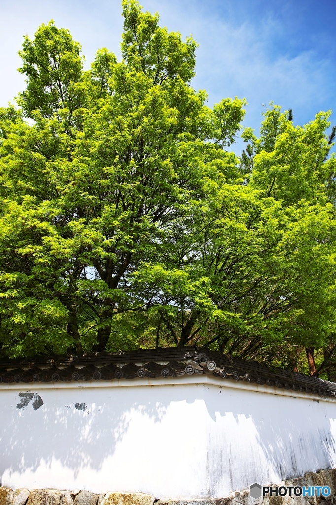 Days of the fresh green 2