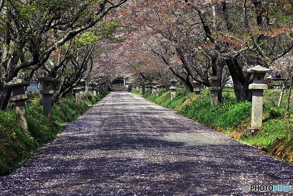往く春・サクラ色の参道で