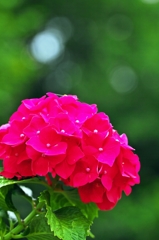 Red appearance