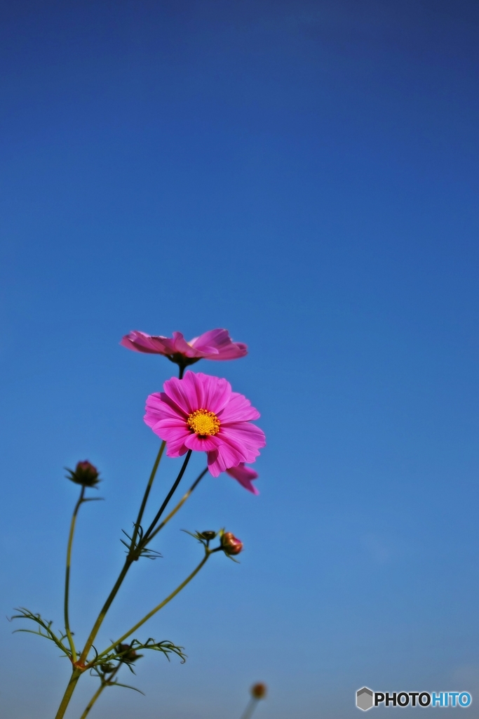 秋桜もまもなく見納め　１